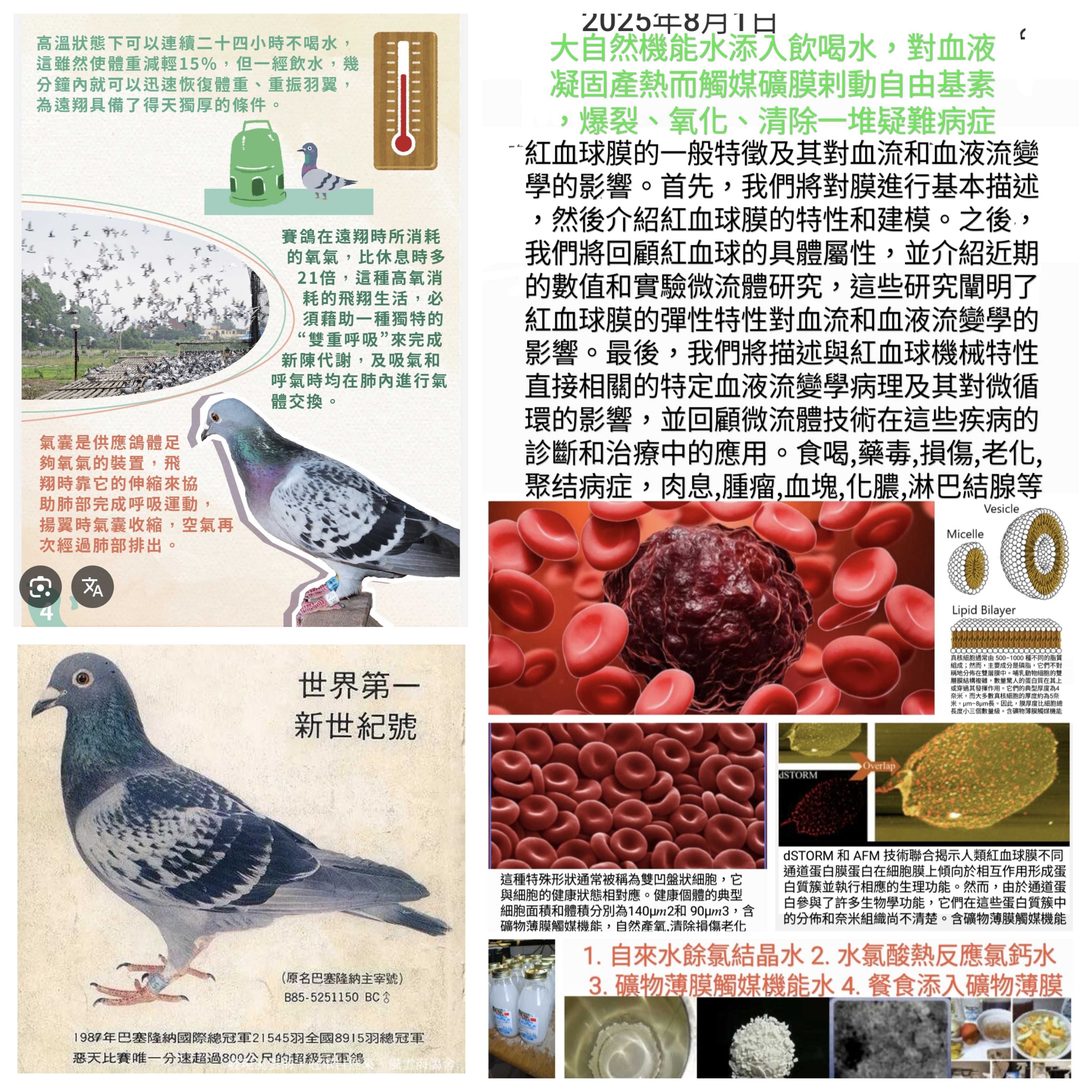 ​🚿 決戰入籠前：機能水噴灑淨化提升賽鴿競速效率