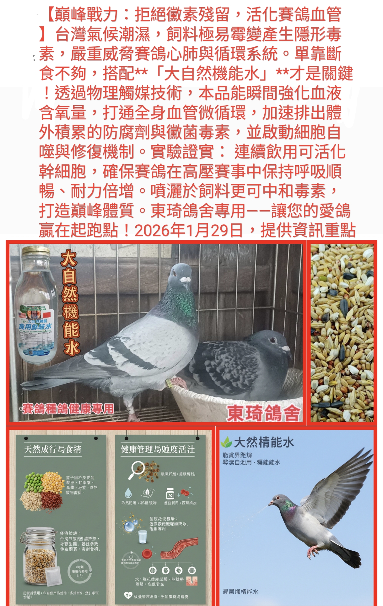 巔峰戰力：拒絕黴素殘留，活化賽鴿血管